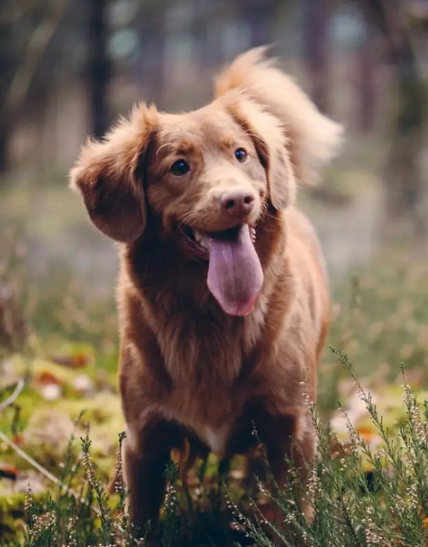 Dog playing safely on a fresh lawn maintained by The Cleanup Collective.